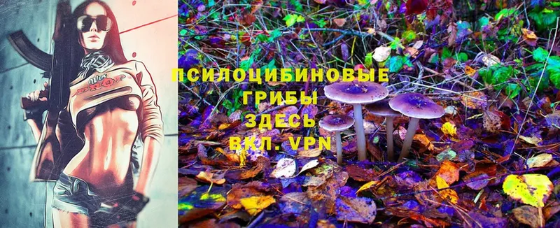 ссылка на мегу как войти  Павлово  Псилоцибиновые грибы MAGIC MUSHROOMS 